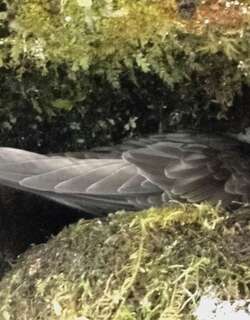 黑雨燕 / American Black Swift / Cypseloides niger