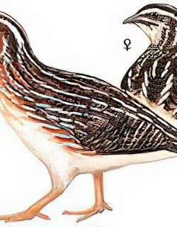 日本鹌鹑 / Japanese Quail