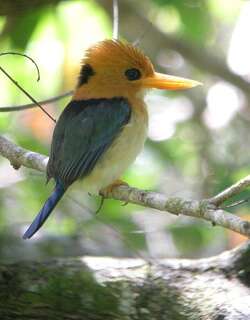 黄嘴翡翠 / Yellow-billed Kingfisher / Syma torotoro