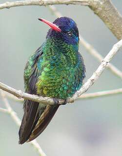 蓝头红嘴蜂鸟 / Blue-headed Sapphire / Chrysuronia grayi