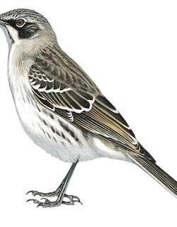圣岛嘲鸫 / San Cristobal Mockingbird / Mimus melanotis