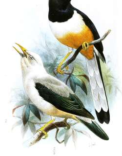 安达曼鹊鸲 / Andaman Shama / Copsychus albiventris