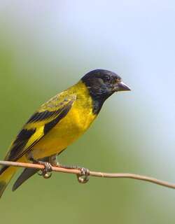 冠金翅雀 / Hooded Siskin / Spinus magellanicus