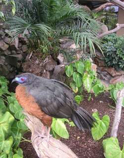褐镰翅冠雉 / Sickle-winged Guan / Chamaepetes goudotii