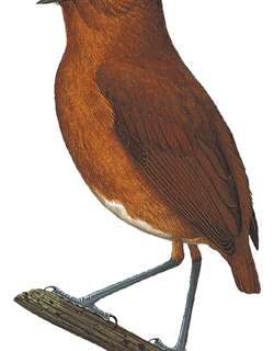 枣红蚁鸫 / Bay Antpitta / Grallaria capitalis