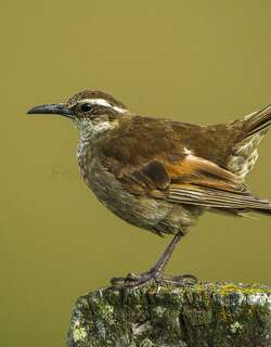 粗嘴抖尾地雀 / Stout-billed Cinclodes / Cinclodes excelsior