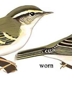 黄眉柳莺 / Yellow-browed Warbler / Phylloscopus inornatus