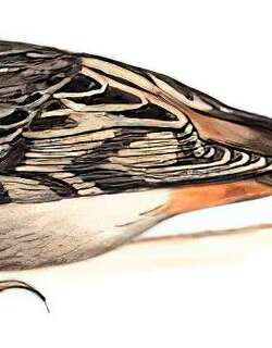 褐喉旋木雀 / Sikkim Treecreeper / Certhia discolor