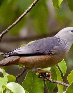 马拉巴椋鸟 / Malabar Starling / Sturnia blythii