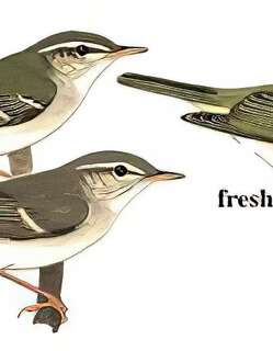 极北柳莺 / Arctic Warbler / Phylloscopus borealis