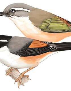 红翅鵙鹛 / Blyth’s Shrike-babbler / Pteruthius aeralatus