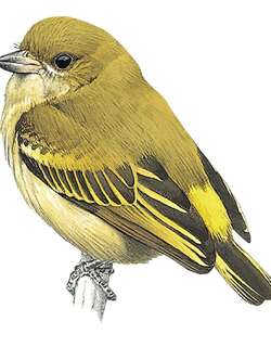 绿钟声拟䴕 / Green Tinkerbird / Pogoniulus simplex