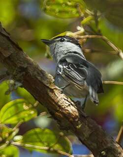 黑白厚嘴霸鹟 / Black-and-white Becard / Pachyramphus albogriseus