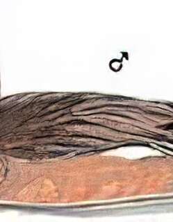 葡萄胸鸭 / American Wigeon