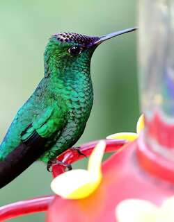 紫顶蜂鸟 / Violet-capped Hummingbird / Goldmania violiceps