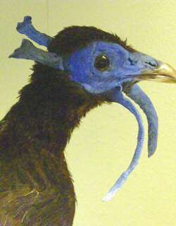 鳞背鹇 / Bulwer’s Pheasant / Lophura bulweri