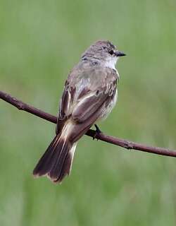 高地霸鹟 / Chapada Flycatcher / Guyramemua affine