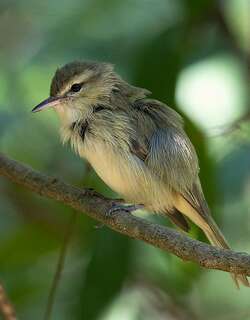 巴西莺雀 / Noronha Vireo / Vireo gracilirostris