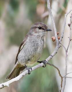 暗色鸲鹟 / Dusky Robin / Melanodryas vittata