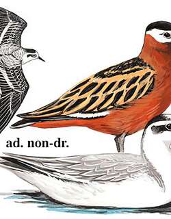 灰瓣蹼鹬 / Red Phalarope / Phalaropus fulicarius