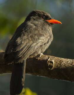 黑额黑䴕 / Black-fronted Nunbird / Monasa nigrifrons
