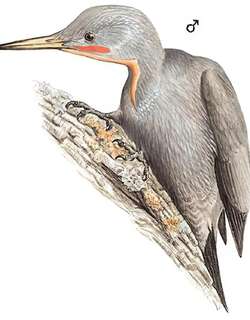 大灰啄木鸟 / Great Slaty Woodpecker / Mulleripicus pulverulentus