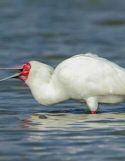 非洲琵鹭 / African Spoonbill / Platalea alba