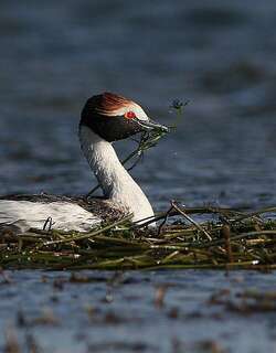 阿根廷䴙䴘 / Hooded Grebe / Podiceps gallardoi