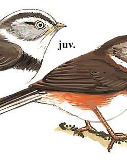 银脸长尾山雀 / Sooty Bushtit / Aegithalos fuliginosus