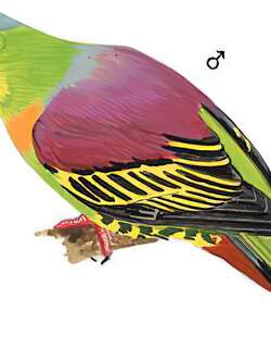 灰头绿鸠 / Ashy-headed Green Pigeon / Treron phayrei