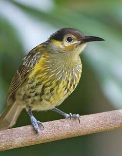 黄纹吸蜜鸟 / Macleay’s Honeyeater / Xanthotis macleayanus