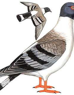 雪鸽 / Snow Pigeon / Columba leuconota