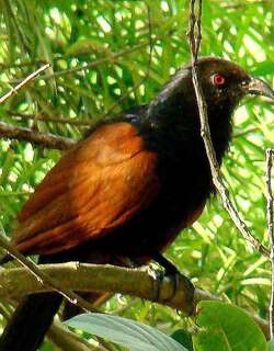 绿嘴鸦鹃 / Green-billed Coucal / Centropus chlororhynchos