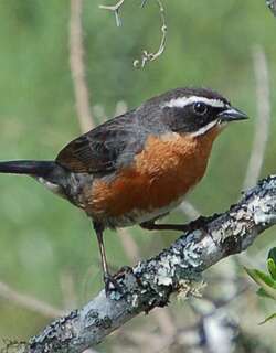 棕黑歌鹀 / Black-and-rufous Warbling Finch / Poospiza nigrorufa