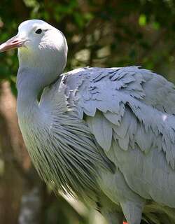 蓝蓑羽鹤 / Blue Crane / Grus paradisea