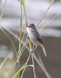 大沼泽苇莺 / Greater Swamp Warbler / Acrocephalus rufescens