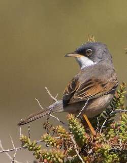 白眶林莺 / Spectacled Warbler / Curruca conspicillata
