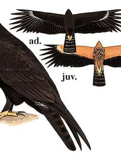 林雕 / Black Eagle / Ictinaetus malaiensis