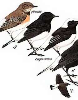 [东方]斑鵖 / Variable Wheatear