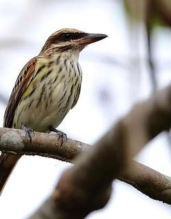 纹大嘴霸鹟 / Streaked Flycatcher / Myiodynastes maculatus