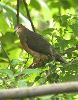 赭腹棕翅鸠 / Ochre-bellied Dove / Leptotila ochraceiventris