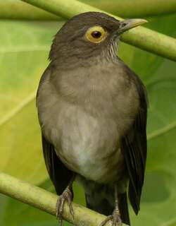 裸眼鸫 / Spectacled Thrush / Turdus nudigenis