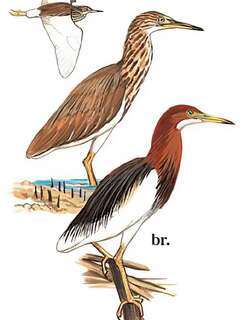 池鹭 / Chinese Pond Heron / Ardeola bacchus
