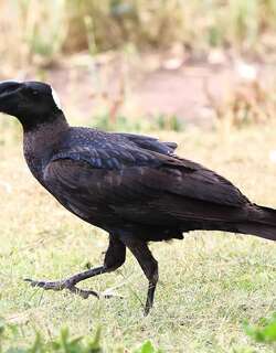 厚嘴渡鸦 / Thick-billed Raven / Corvus crassirostris