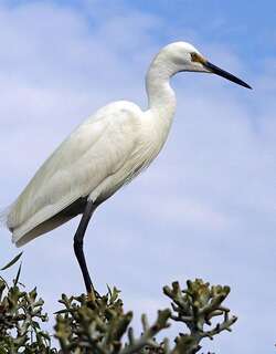 礁鹭 / Dimorphic Egret / Egretta dimorpha