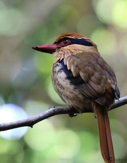 苏拉蓝耳翠鸟 / Lilac Kingfisher / Cittura cyanotis