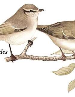 暗绿柳莺 / Greenish Warbler / Phylloscopus trochiloides