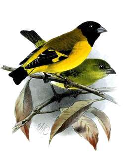 红金翅雀 / Saffron Siskin / Spinus siemiradzkii