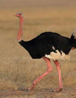 非洲鸵鸟 / Common Ostrich / Struthio camelus