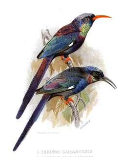 格氏林戴胜 / Grant’s Wood Hoopoe / Phoeniculus granti